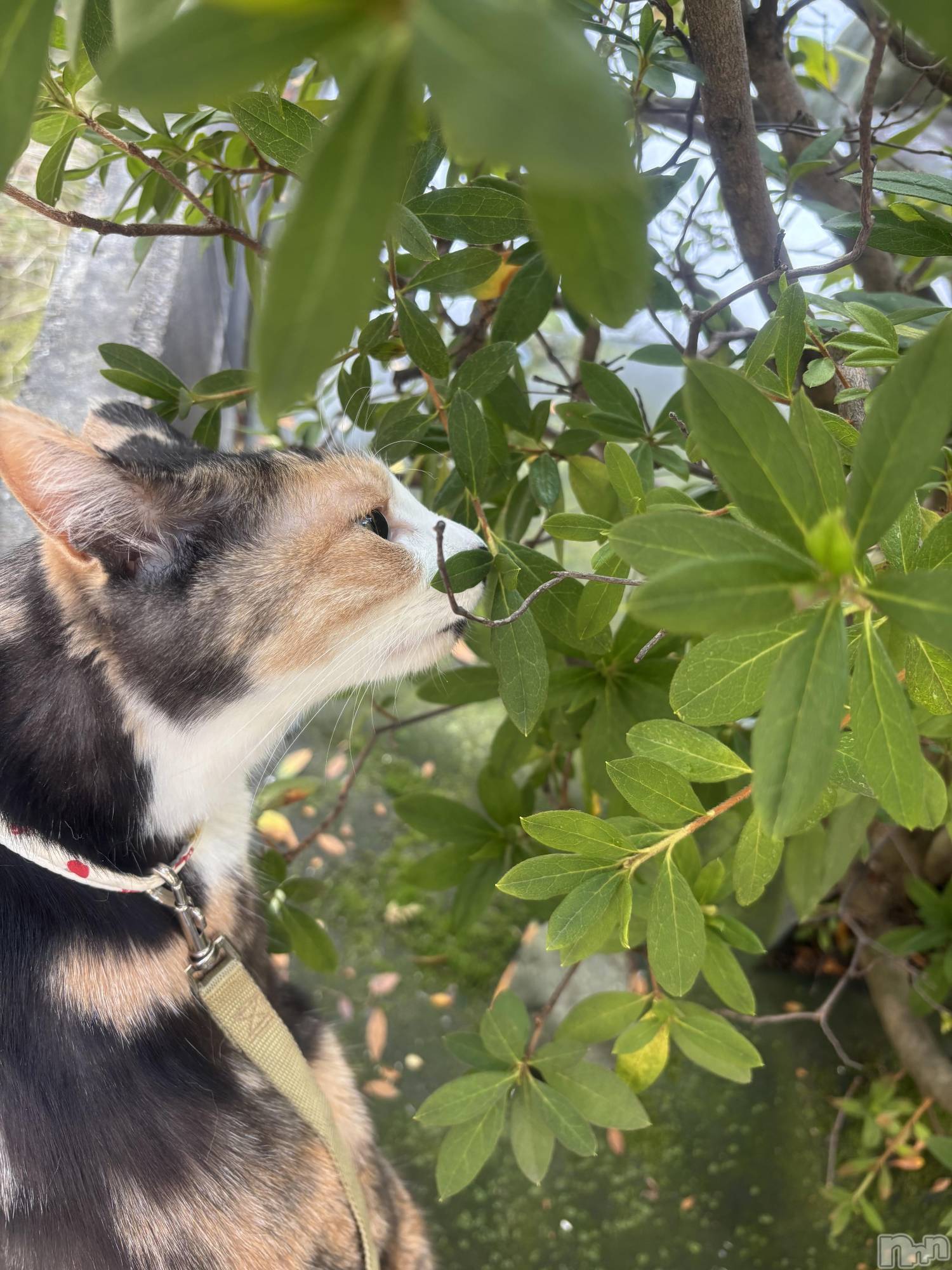 ����������ʥå��������륺�С������륺�С� �ӥ���٥˥塼(�����륺�С��ӥ���٥˥塼) ��2026ǯ2��22���̥�֥�����2��22�� 20��30ʬ�Υ֥�����