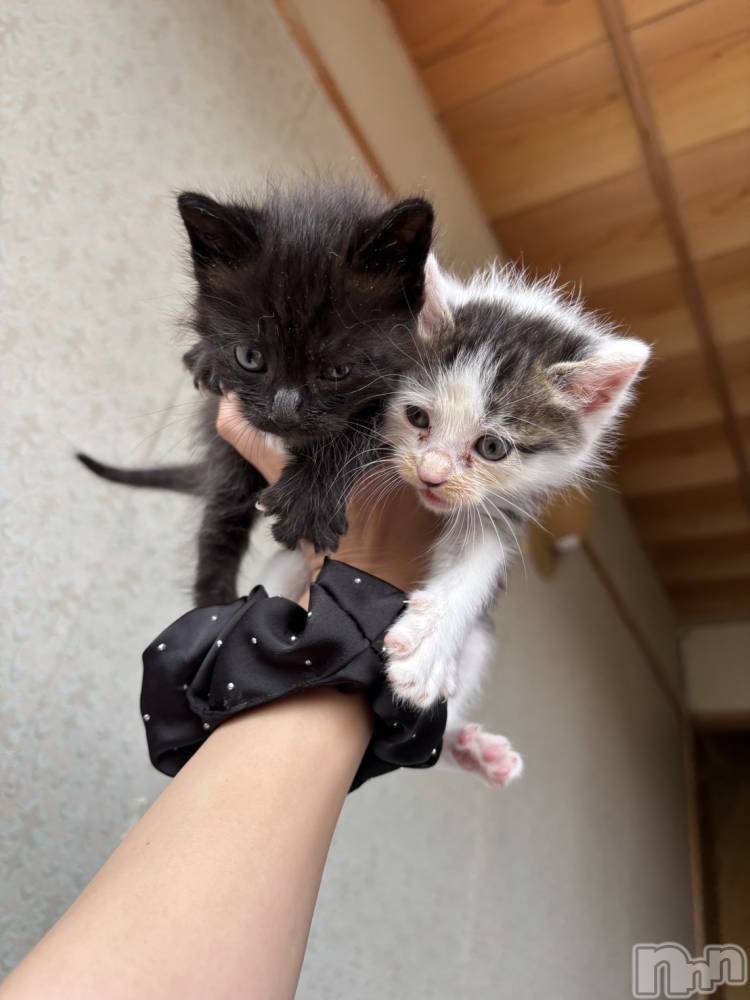 ƲХ顦JARDIN CLUB(󥯥) ޤʤ117̥֥֤Ϥޤ💕