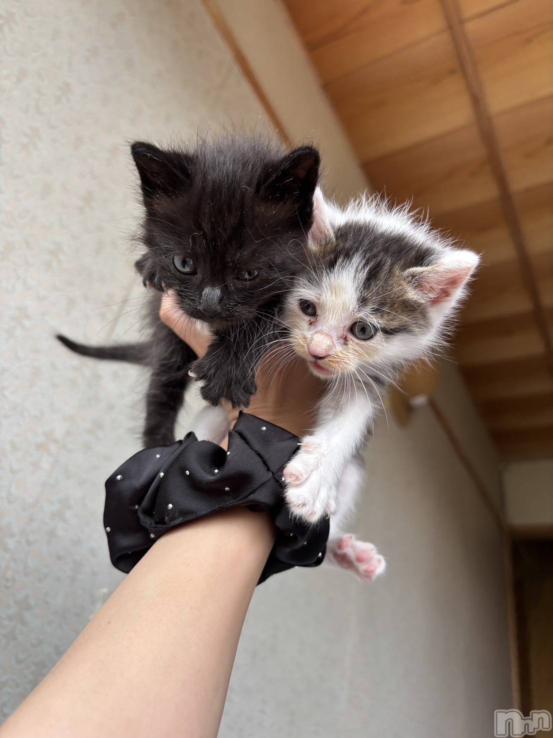 ƲХ顦JARDIN CLUB(󥯥) 2025ǯ117̥֥֤Ϥޤ💕