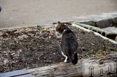 ����������ʥå��������륺�С����饪���ϥ��ܡ���bar���ͻ���(���饪���ϥ��ܡ���С��ӥ��󥷥ޥ�) ����ʤ�4��2���̥�֥�����ǭ�����😽��