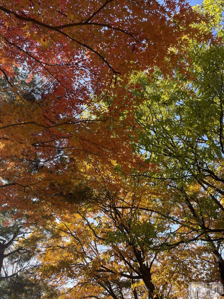 Ĺʥå륺Сѥ ¤þе-ä礤-(եѥ å祤) 1115̥֥1115 1637ʬΥ֥