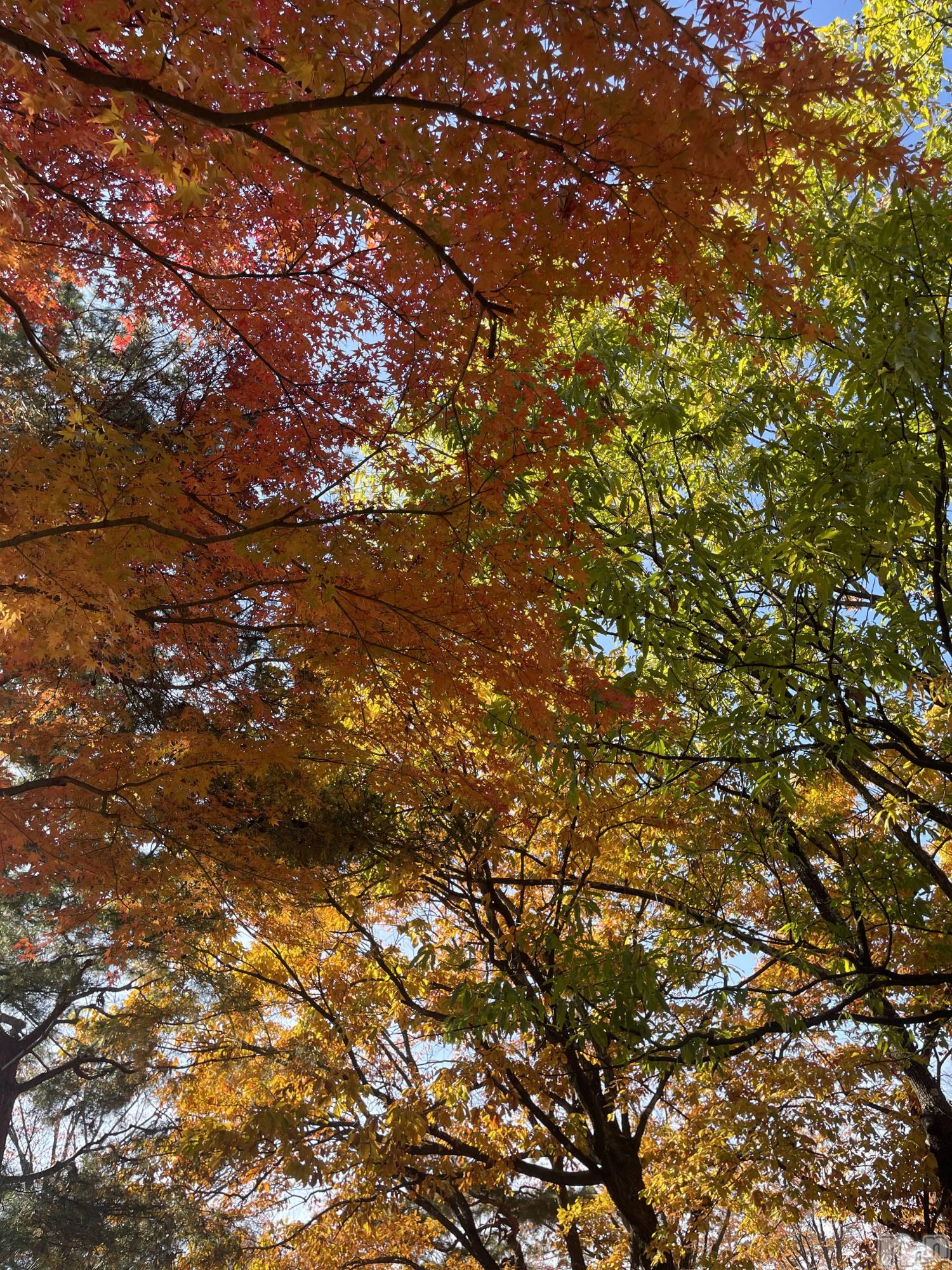 Ĺʥå륺Сѥ ¤þе-ä礤-(եѥ å祤) 2025ǯ1115̥֥1115 1637ʬΥ֥