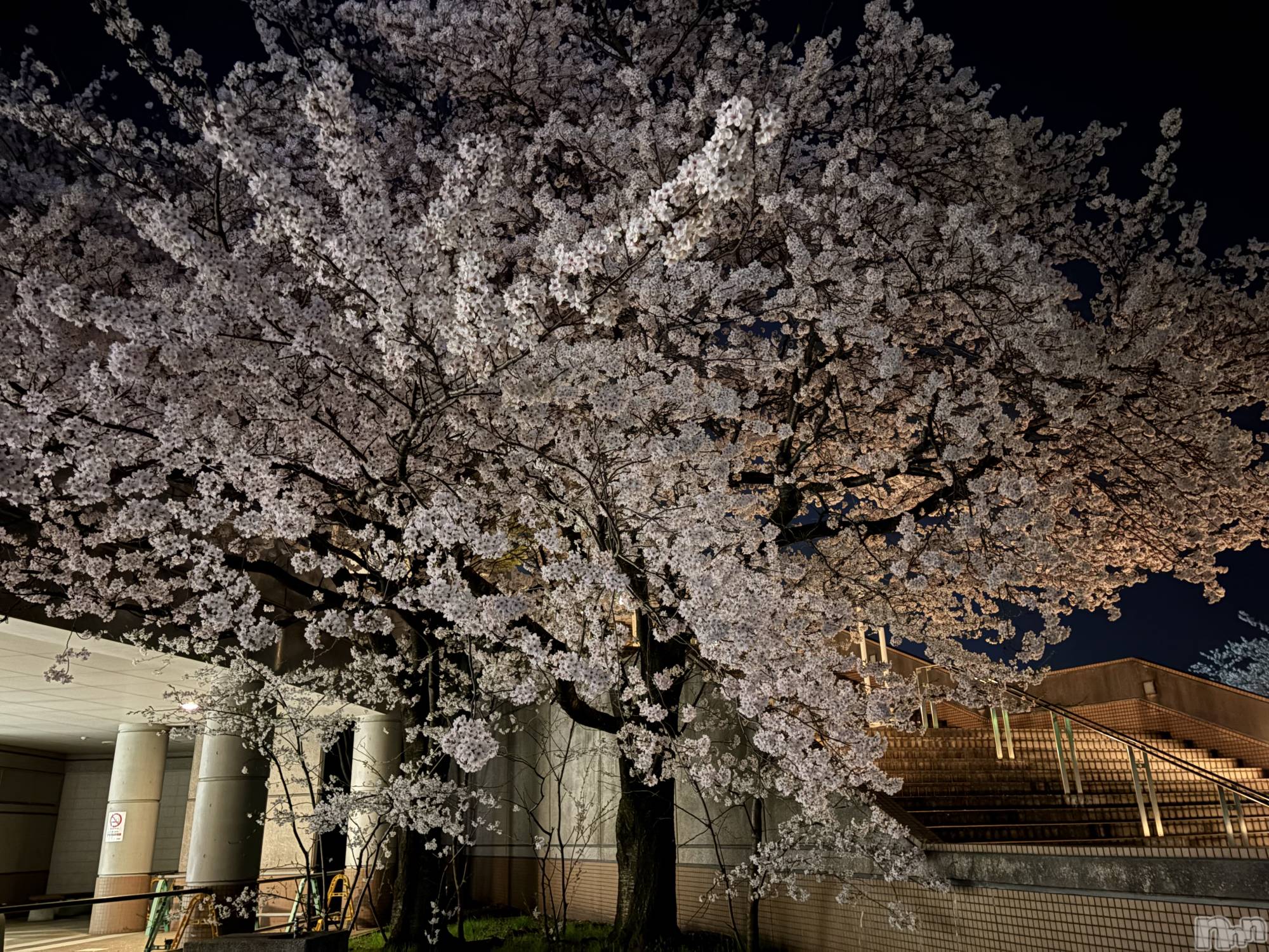 �����������Х��顦����ֽϽ�����Х��� Lips(���奯���祭��Х����åץ�) ��2026ǯ4��9���̥�֥����ֺ�������3Ϣ��💕��