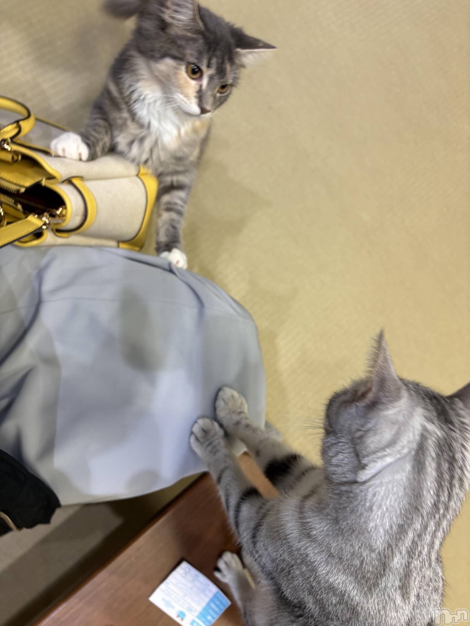 �����������Х��顦����ֽϽ�����Х��� Lips(���奯���祭��Х����åץ�) ��2026ǯ4��13���̥�֥����ֽж���💕��