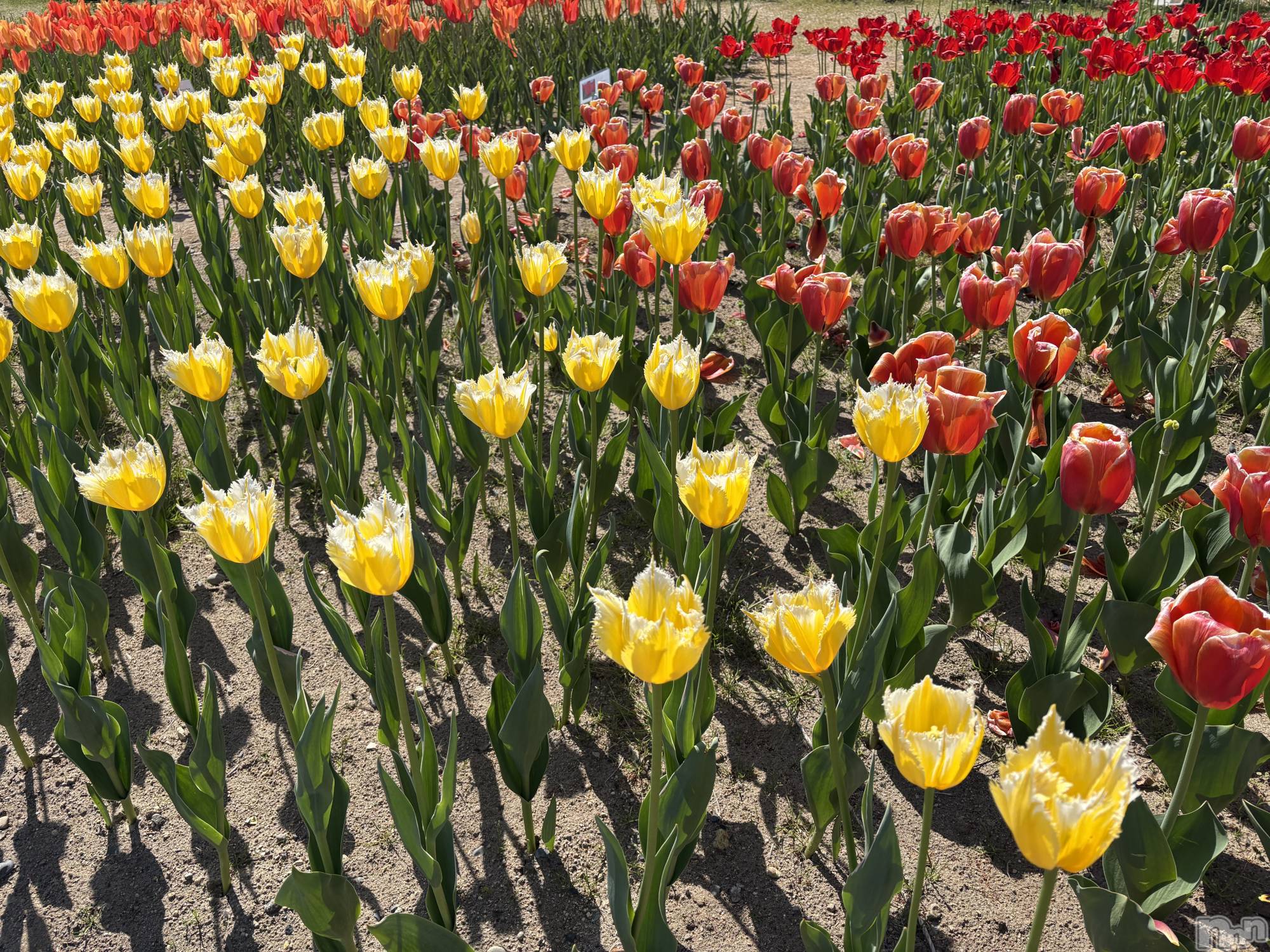 �����������Х��顦����ֽϽ�����Х��� Lips(���奯���祭��Х����åץ�) ��2026ǯ4��28���̥�֥����ֽж���💕��