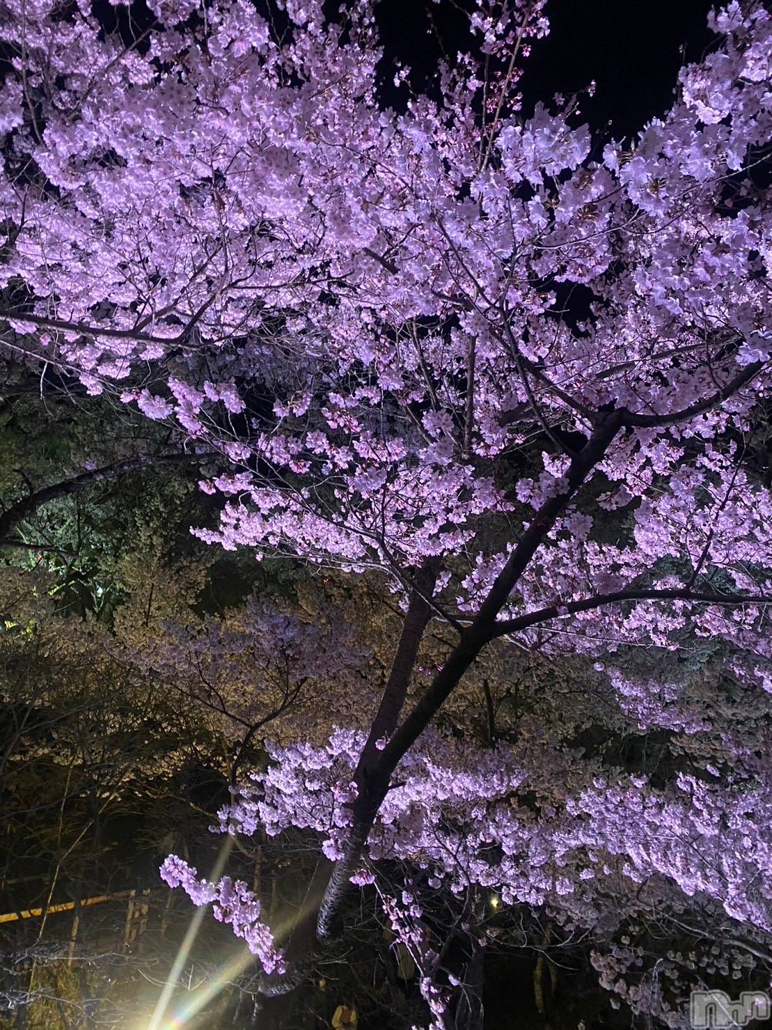 ��ˬ����Х��顦����֥���� �ץ���� ��ˬ(����� �ץ���� ����) ��2026ǯ4��18���̥�֥�����🌸🍒��