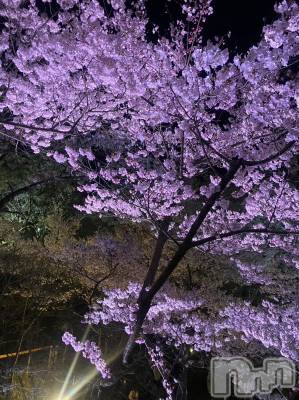 ��ˬ����Х��顦����֥���� �ץ���� ��ˬ(����� �ץ���� ����) ���� �줤����4��18���̥�֥�����🌸🍒��