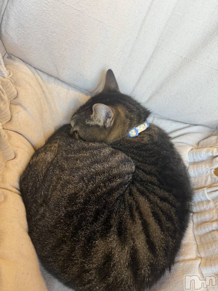 ץХ顦CLUB BOSS( ܥ) 1120ֽ̥֥жС