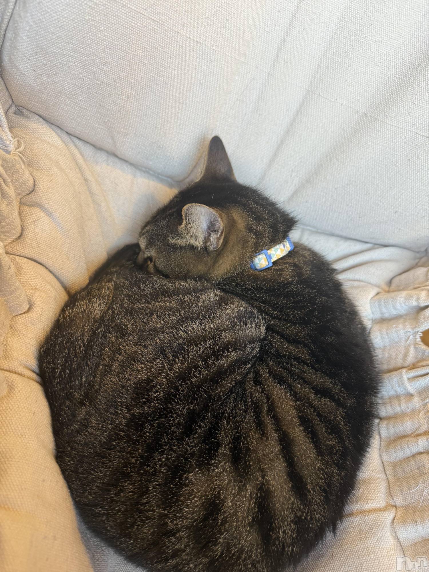 ץХ顦CLUB BOSS( ܥ) 2025ǯ1120ֽ̥֥жС