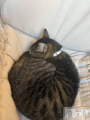 ץХ顦CLUB BOSS( ܥ) 1120ֽ̥֥жС