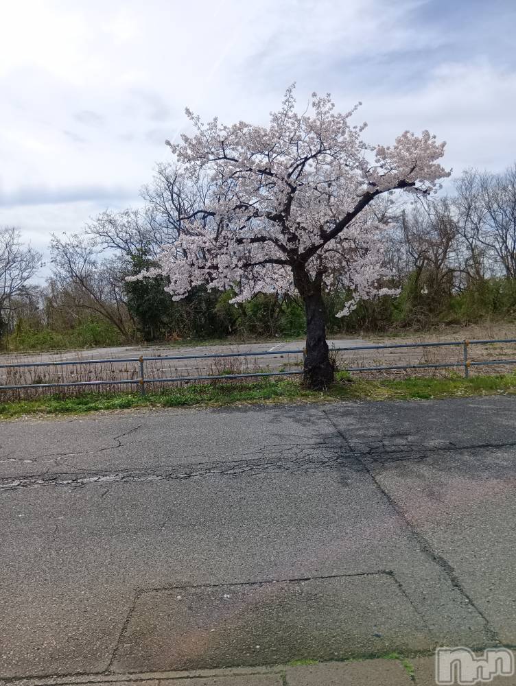 新潟デリヘルデリヘル新潟(デリヘルニイガタ) 業界未経験/りお(21)の4月8日写メブログ「桜🌸綺麗」