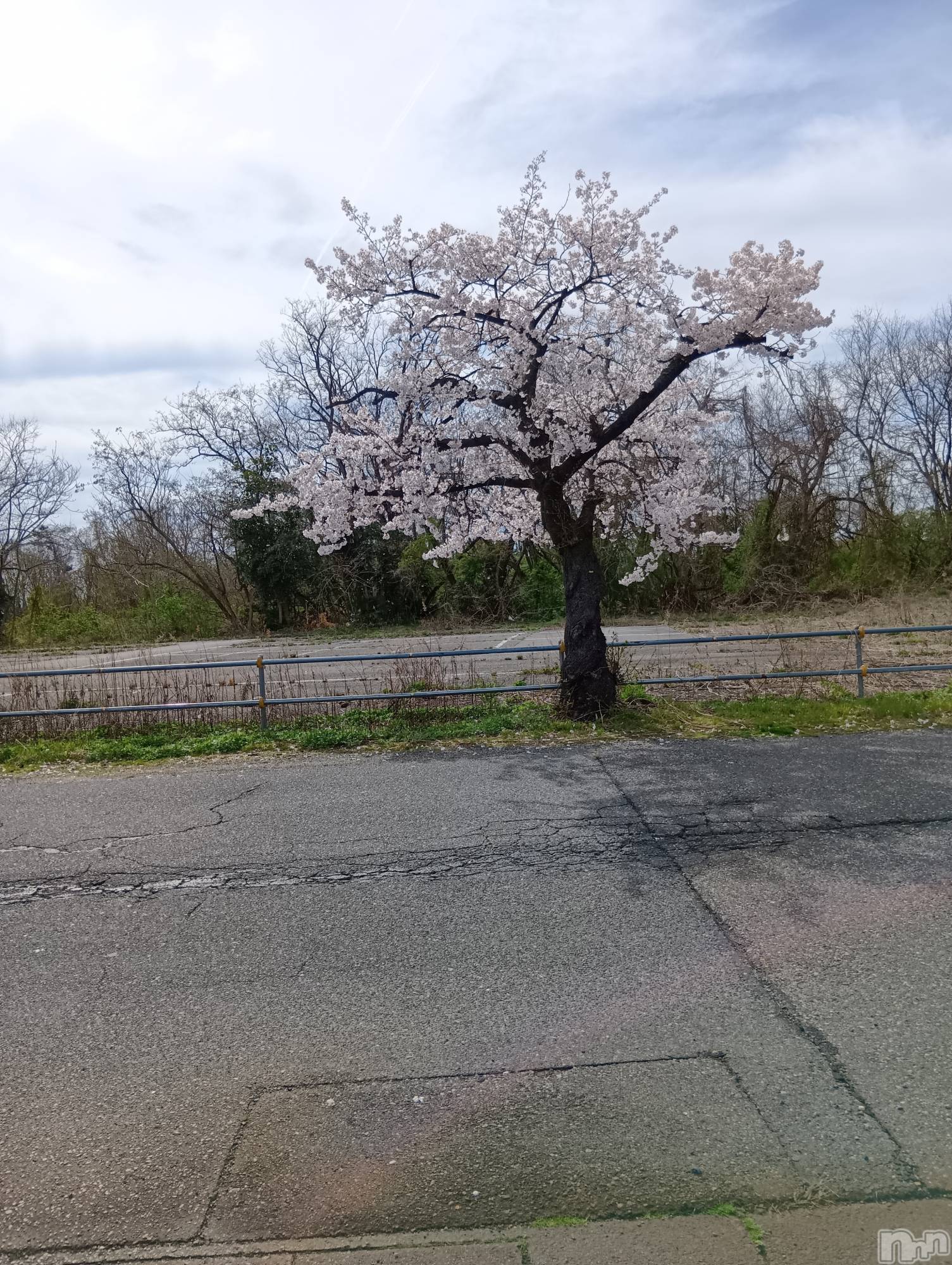 新潟デリヘルデリヘル新潟(デリヘルニイガタ)業界未経験/りお(21)の2026年4月8日写メブログ「桜🌸綺麗」