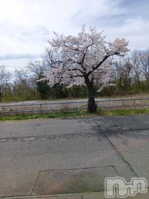 新潟デリヘル デリヘル新潟(デリヘルニイガタ) 業界未経験/りお(21)の4月8日写メブログ「桜🌸綺麗」