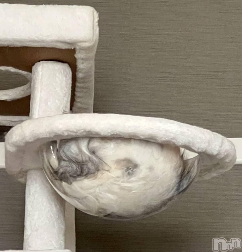 Ĺ襳ѥ˥󥯥ֻ Ĺѥ˥¡cocona() ޤ1115̥֥ǭäƤ