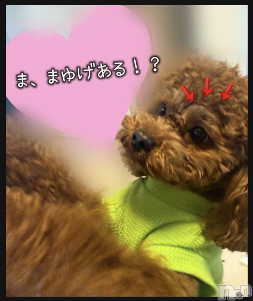 Ĺ�����������襳��ѥ˥��󥯥�ֻ��� Ĺ������ѥ˥����¡�cocona��(������) �ޤ桡��Ź����οͤ�12��25���̥�֥����֤ˤ���ˤ����