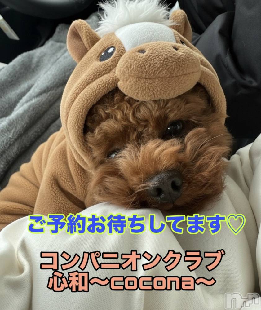 Ĺ�����������襳��ѥ˥��󥯥�ֻ��� Ĺ������ѥ˥����¡�cocona��(������) �ޤ桡��Ź����οͤ�1��7���̥�֥����֥����ץ󤫤�2�����