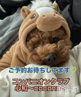 Ĺ�����������襳��ѥ˥��󥯥�ֻ��� Ĺ������ѥ˥����¡�cocona��(������) �ޤ桡��Ź����ο�(99)��1��7���̥�֥����֥����ץ󤫤�2�����