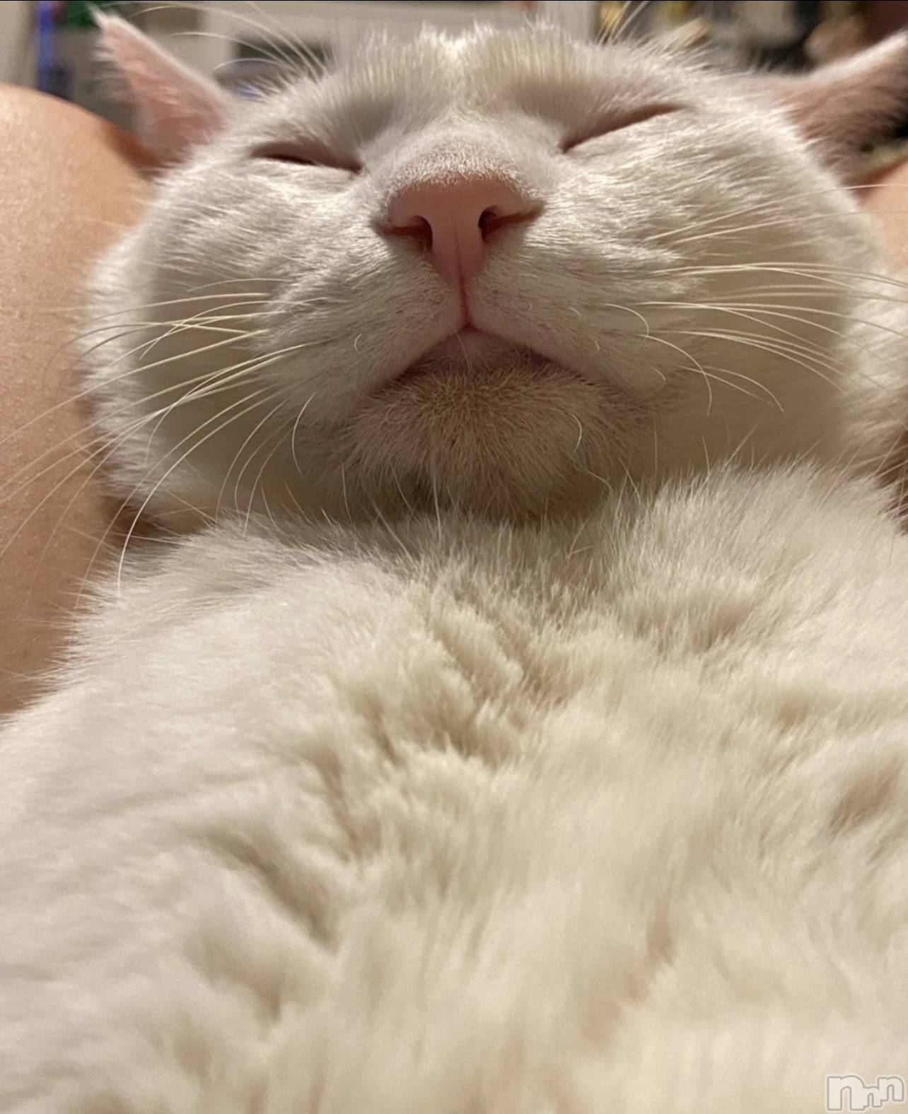 Ĺ襳ѥ˥󥯥ֻ Ĺѥ˥¡cocona() 2025ǯ1116̥֥֥͡