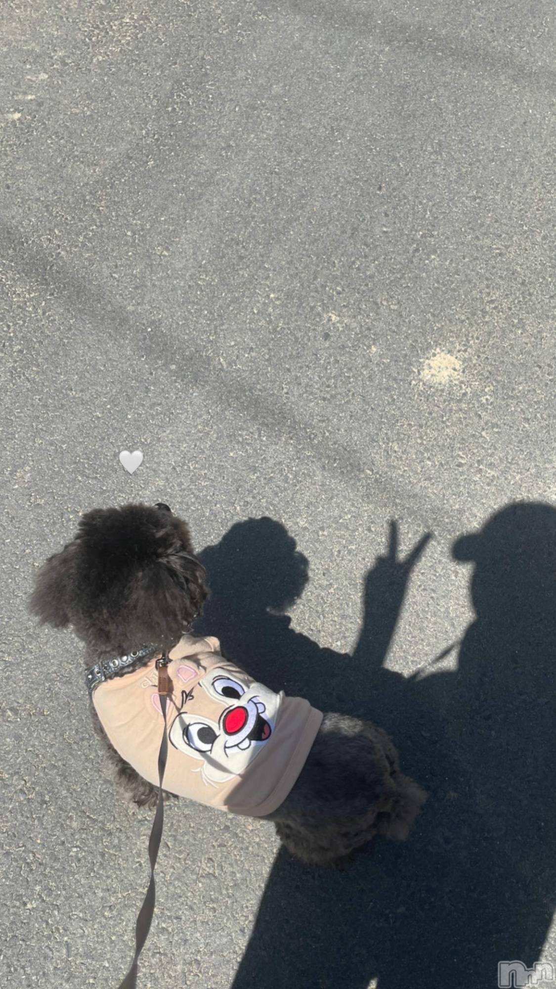 Ĺ�����������襳��ѥ˥��󥯥�ֻ��� Ĺ������ѥ˥����¡�cocona��(������) ��2026ǯ1��1���̥�֥����֤�����♡��