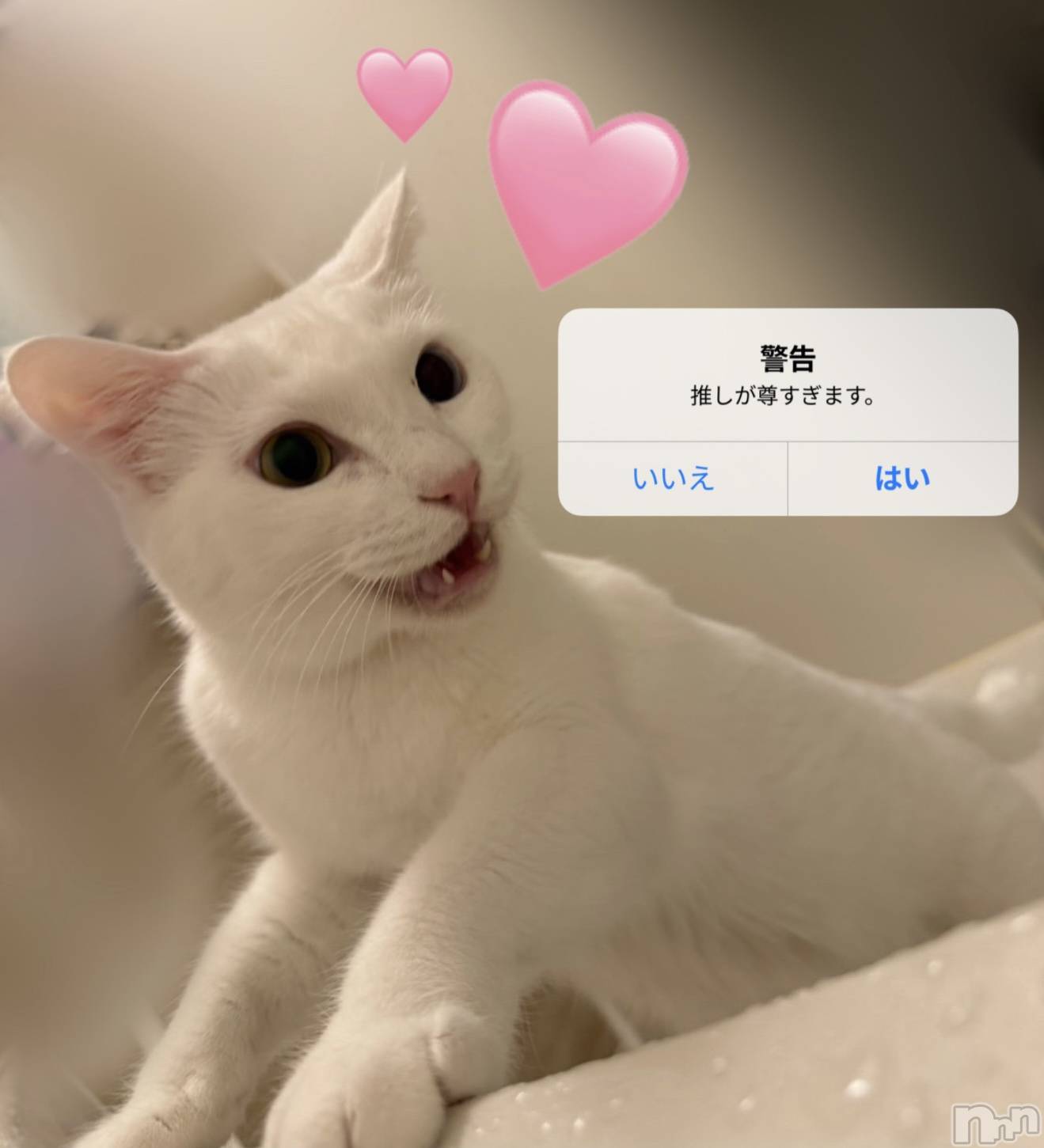 Ĺ�����������襳��ѥ˥��󥯥�ֻ��� Ĺ������ѥ˥����¡�cocona��(������) ��2025ǯ12��31���̥�֥����֤���椹♡��