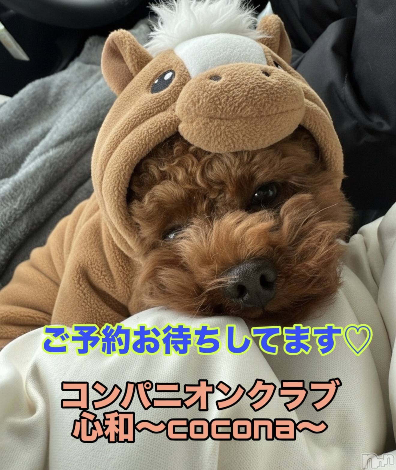 Ĺ�����������襳��ѥ˥��󥯥�ֻ��� Ĺ������ѥ˥����¡�cocona��(������) ��2026ǯ1��7���̥�֥����֥����ץ󤫤�2�����