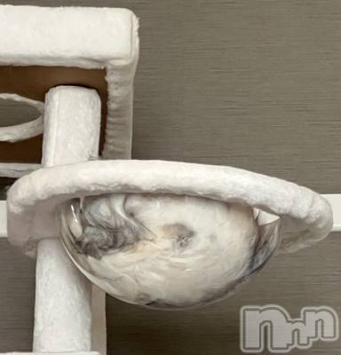 Ĺ襳ѥ˥󥯥ֻ Ĺѥ˥¡cocona() ޤ(99)1115̥֥ǭäƤ