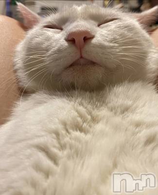 Ĺ襳ѥ˥󥯥ֻ Ĺѥ˥¡cocona() ޤ(99)1116̥֥֥͡