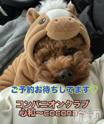 Ĺ�����������襳��ѥ˥��󥯥�ֻ��� Ĺ������ѥ˥����¡�cocona��(������) �ޤ桡��Ź����ο�(99)��1��7���̥�֥����֥����ץ󤫤�2�����