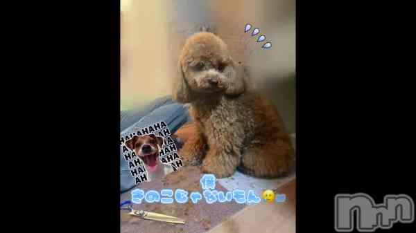 �֤��Τ���🐶��