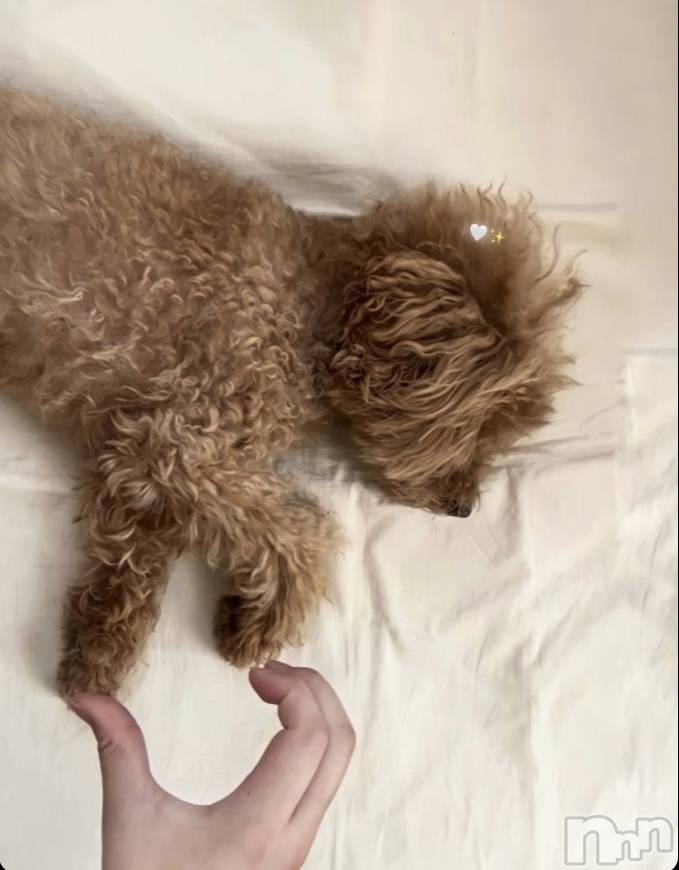 Ĺ�����������襳��ѥ˥��󥯥�ֻ��� Ĺ������ѥ˥����¡�cocona��(������) �椦��11��15���̥�֥�����º��♡��