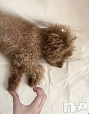 Ĺ襳ѥ˥󥯥ֻ Ĺѥ˥¡cocona() 椦(28)1115̥֥º♡