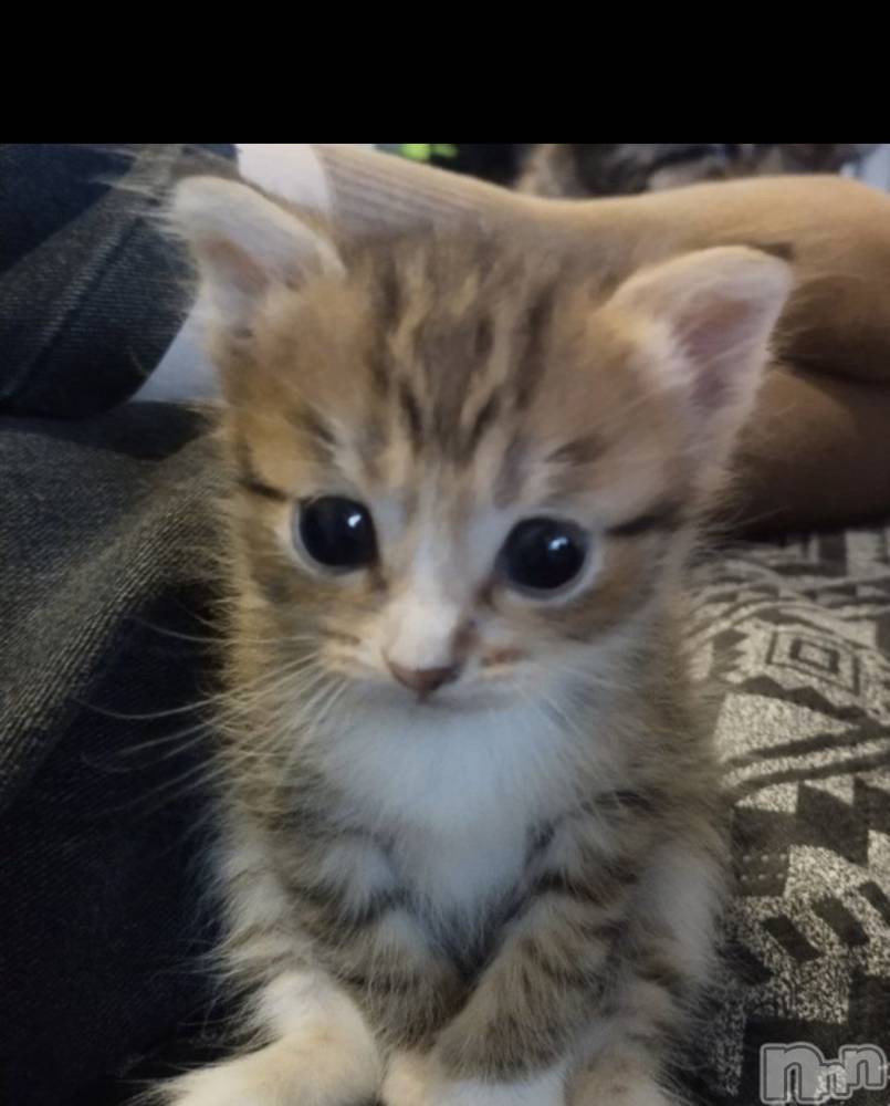 ƲХ顦CLUB FOUR GARDEN(֡եǥ) ʤ1126̥֥1126 2011ʬΥ֥