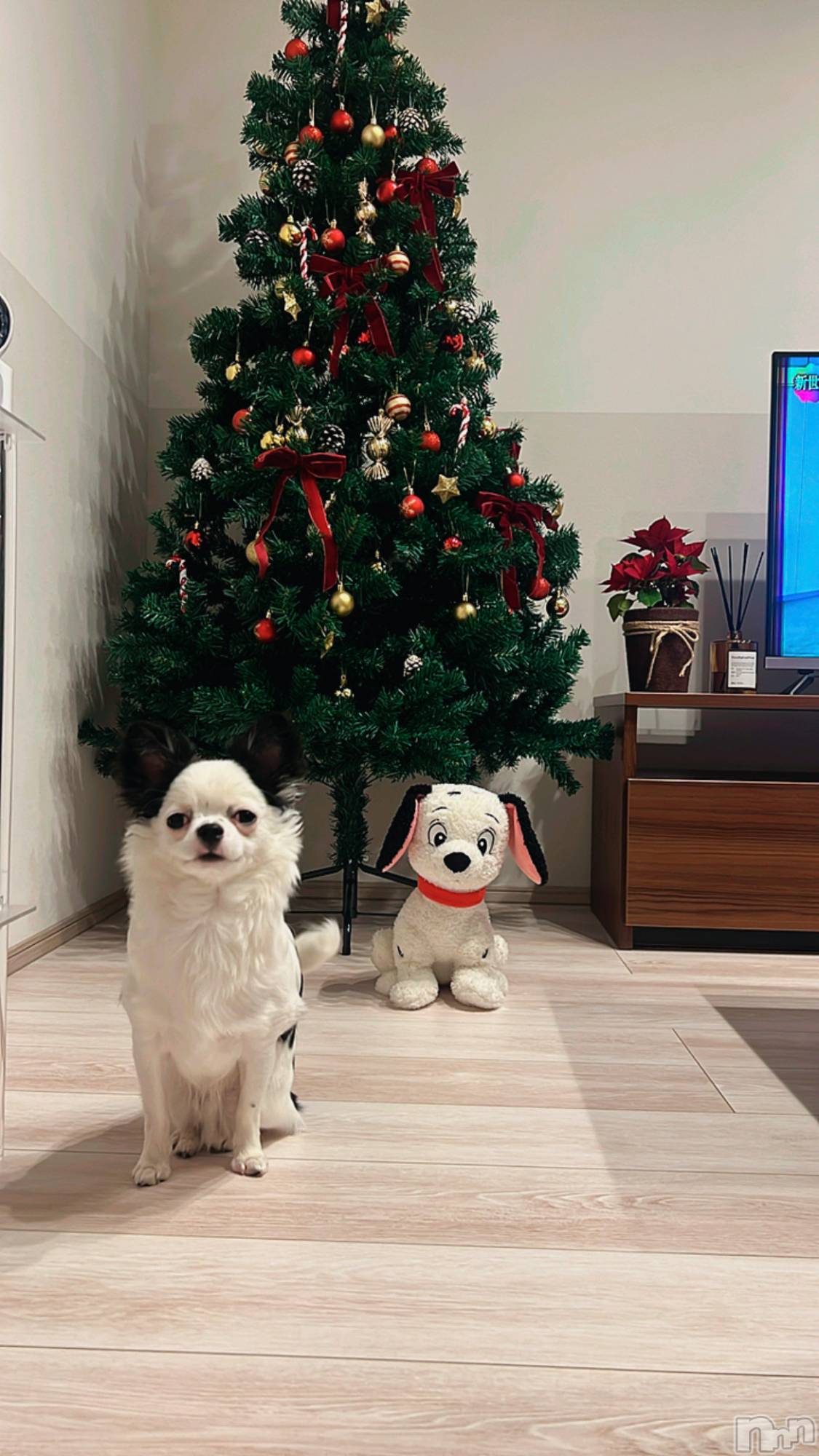 �����������Х��顦�����Armada(����ޡ���) ��2025ǯ12��17���̥�֥����֥������