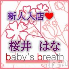 新潟メンズエステbaby's breath(ベイビーズブレス) 桜井はな【新人】の11月17日写メブログ「桜井はなです。よろしくお願いします」
