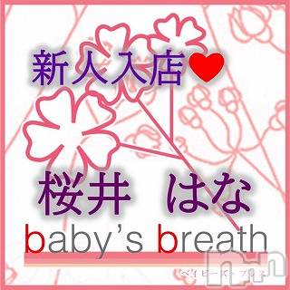 桜井はな【新人】(ヒミツ) スリーサイズB().W.H。新潟メンズエステ baby's breath(ベイビーズブレス)在籍。