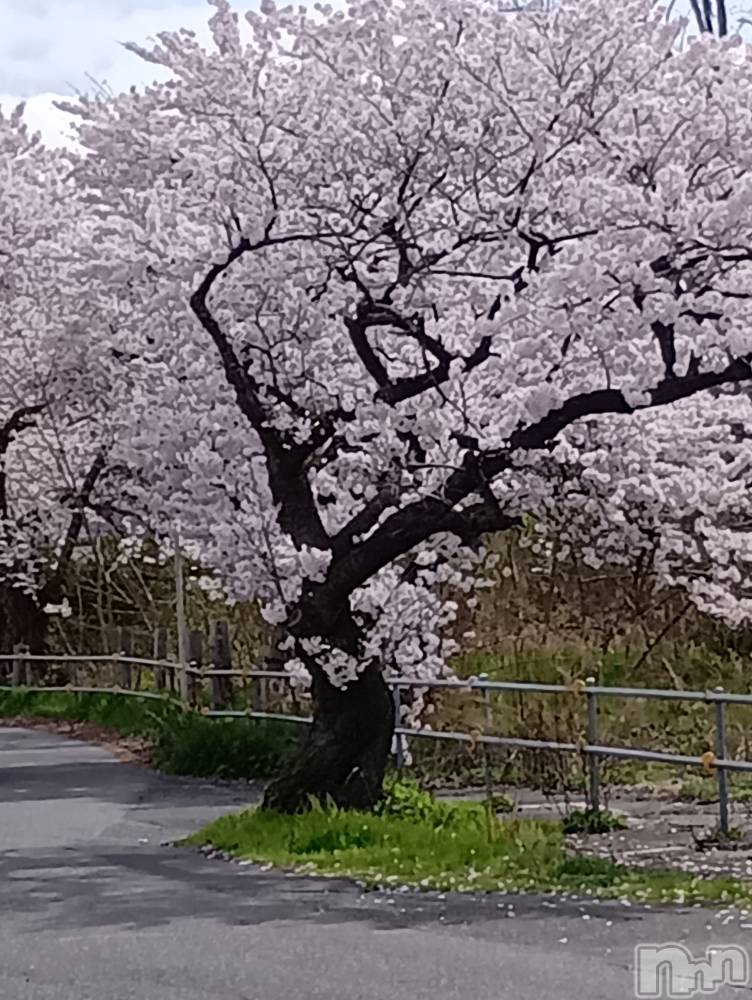 新潟デリヘルデリヘル新潟(デリヘルニイガタ) 業界未経験/るか(22)の4月8日写メブログ「お花見🌸」