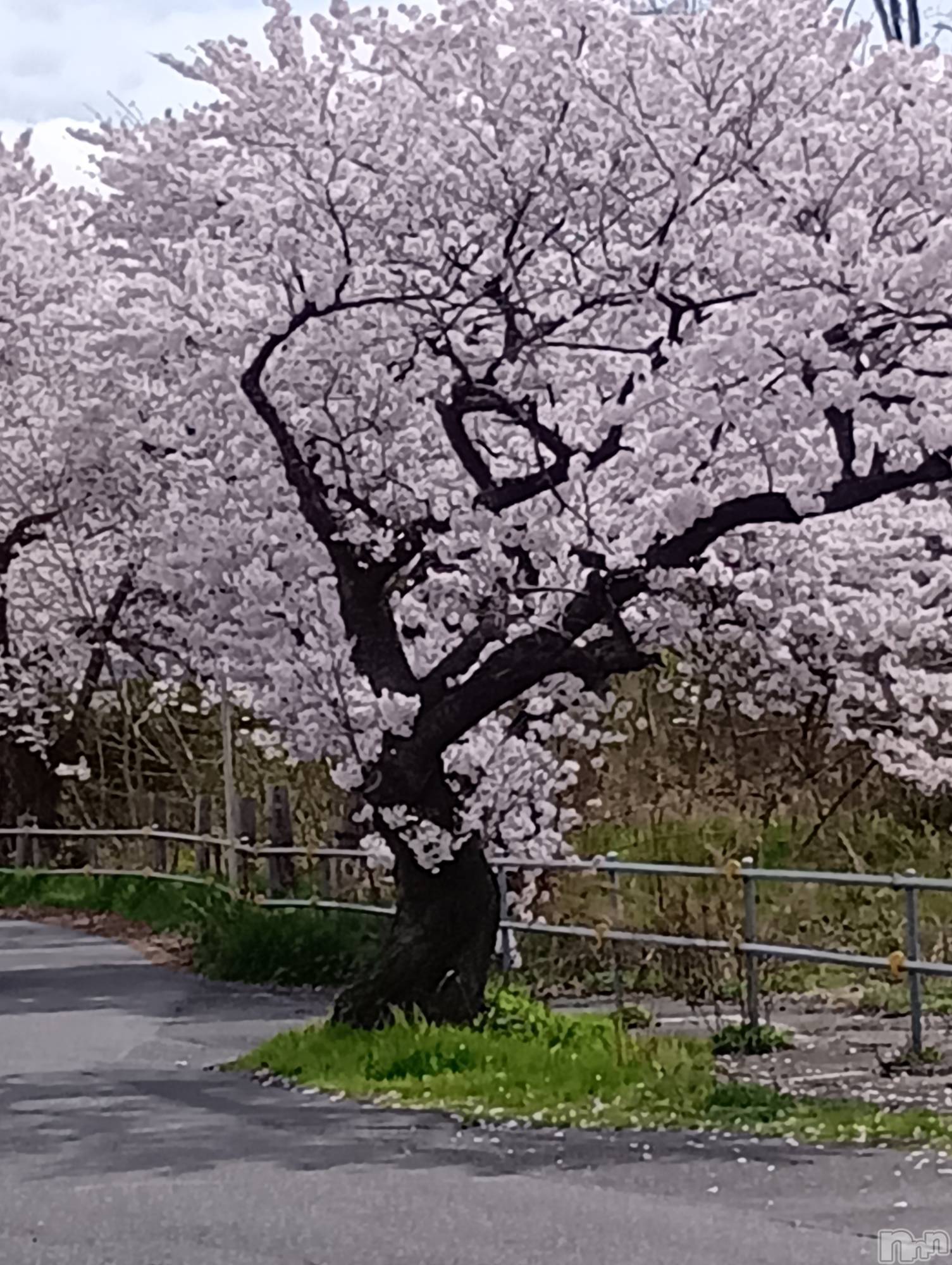 新潟デリヘルデリヘル新潟(デリヘルニイガタ)業界未経験/るか(22)の2026年4月8日写メブログ「お花見🌸」
