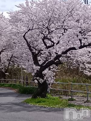 新潟デリヘル デリヘル新潟(デリヘルニイガタ) 業界未経験/るか(22)の4月8日写メブログ「お花見🌸」
