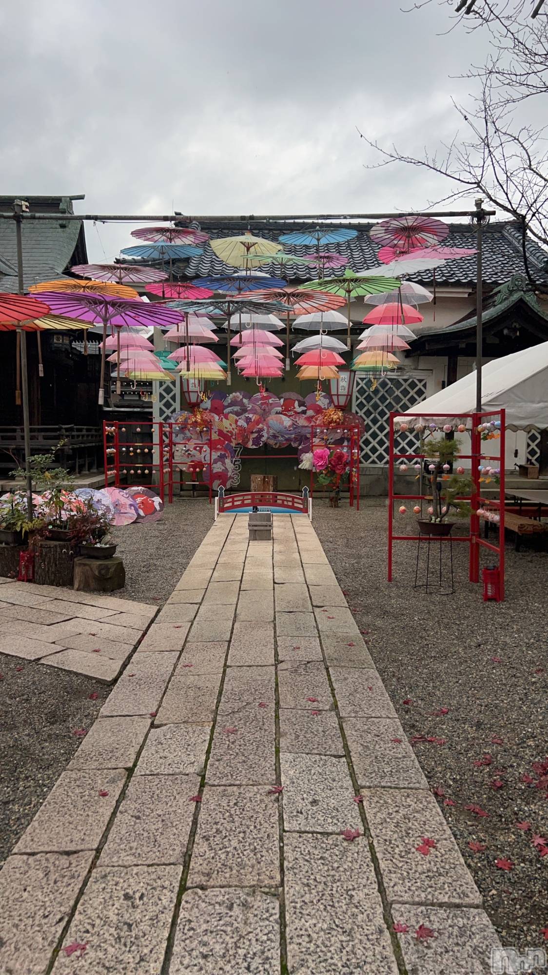 ȯѥ˥󥯥֥ѥ˥󥯥 饤 2025ǯ1125ֵ̥֥٤ʡ