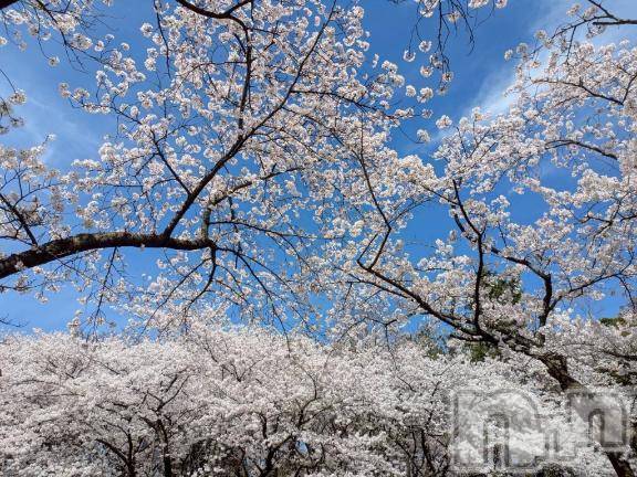 新潟デリヘルMelt(メルト) なほ(24)の4月7日写メブログ「お花見🌸」