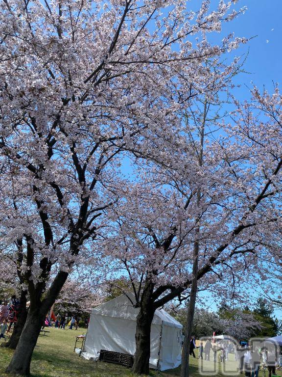 新潟デリヘルMelt(メルト)なほ(24)の2026年4月13日写メブログ「桜！🌸」