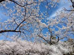 新潟デリヘルMelt(メルト) なほ(24)の4月11日写メブログ「お花見🌸」