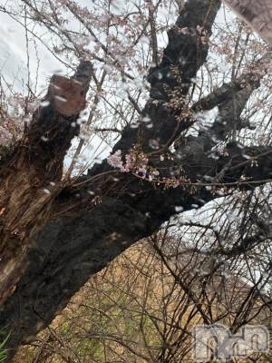 新潟デリヘル Melt(メルト) なほ(24)の4月2日写メブログ「🎀周年イベント🎀」