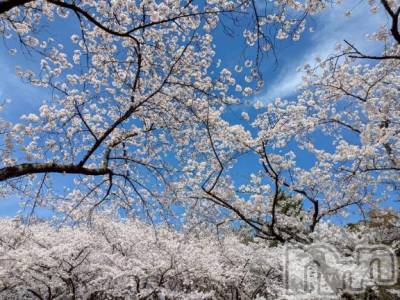 新潟デリヘル Melt(メルト) なほ(24)の4月11日写メブログ「お花見🌸」