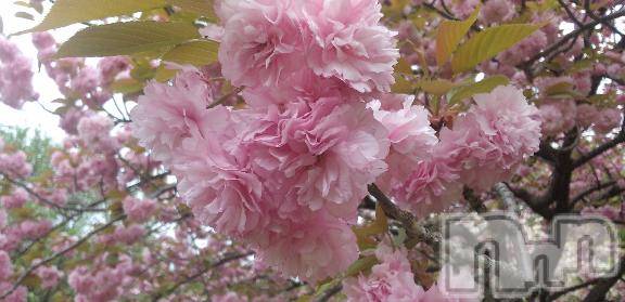 新潟デリヘル奥様特急 新潟店(オクサマトッキュウニイガタテン) まりか(40)の2月2日写メブログ「マイガール登録をしてくださる皆々さま、」