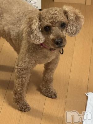 ��Ʋ����Х��顦�����Lounge en&.(�饦�󥸥���) �Υ�(20)��12��19���̥�֥����ִ���������