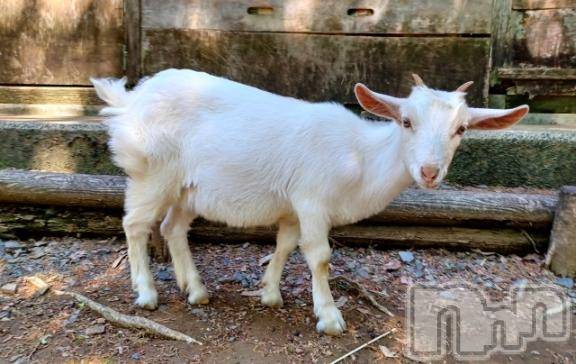 新潟デリヘル新潟人妻デリバリーヘルス 下心 ～したごころ～(シタゴコロ) ゆりな奥様(30)の12月25日写メブログ「漫画の感想part1‪🐹💬⭐️」