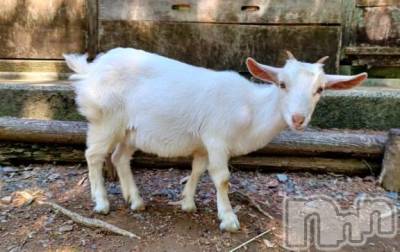 新潟デリヘル 新潟人妻デリバリーヘルス 下心 ～したごころ～(シタゴコロ) ゆりな奥様(30)の12月25日写メブログ「漫画の感想part1‪🐹💬⭐️」