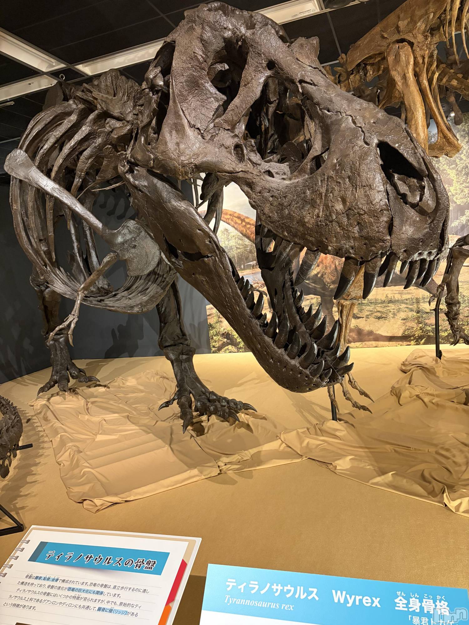 ��Į���ʥå��������륺�С�LUAR(�륢����) ��2026ǯ4��29���̥�֥����֤Ǥä���������