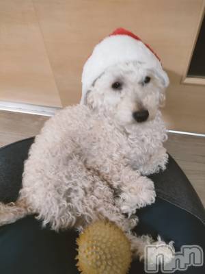 ��Į���ʥå��������륺�С�LUAR(�륢����) ������12��24���̥�֥�����🎄❤️��